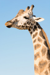 Fototapeta premium Portrait of an African giraffe. Head and long neck. Wild animal.