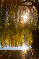 A weeping willow tree near a lake and its branches filtering nice worm sun rays. Sun reflected in the water
