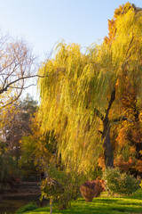 A weeping willow tree near a lake and its branches touched by nice worm sun rays. Raw green grass in the foreground