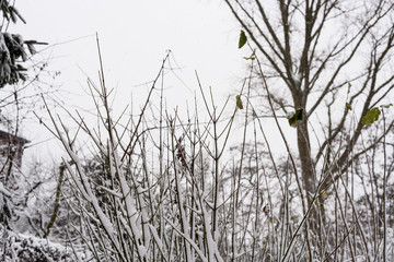 Icy Branches