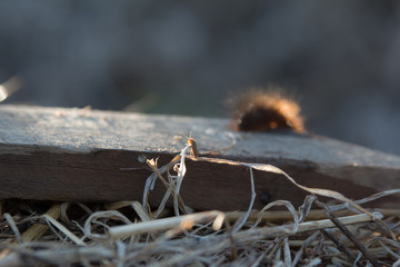 a caterpillar and a beetle in the backlight of the sunset 