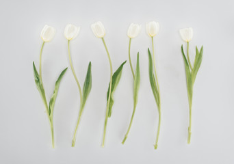 Fototapeta na wymiar beautiful tulip flowers isolated on grey