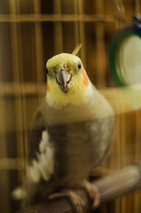 	parrot