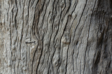 Obraz premium wood texture