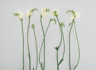 blooming freesia flowers isolated on grey