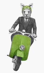 Kangaroo rides scooter, hand-drawn illustration