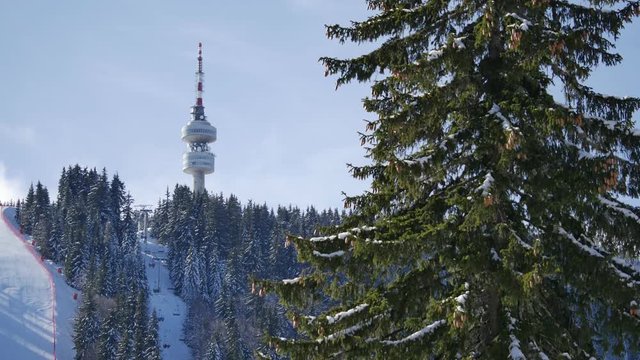 View of Pamporovo winter resort with a Macedonian pine tree (Pinus peuce) and Tv transmission tower on the top of ski pistes seen on the background. Smolyan Town, Bulgaria. Up angle static 4K shot