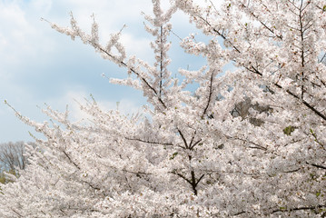 Spring cherry blossoms tree. Blue sky and white clouds in the background