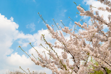 Spring cherry blossoms tree. Blue sky and white clouds in the background