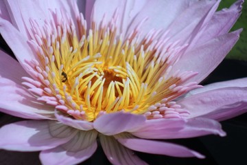 PINK AND YELLOW WATERLILY