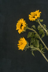 beautiful blooming sunflowers isolated on black