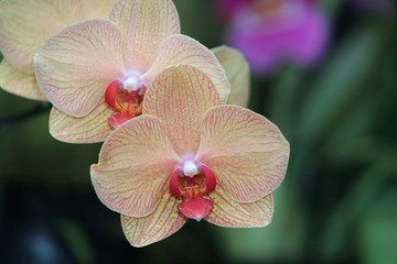 YELLOW AND ORANGE ORCHID