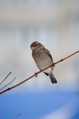 Bird