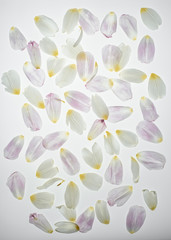 tulip petals heap isolated on white