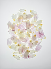 Fototapeta premium tulip petals heap isolated on white