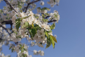 Branch of white cherry blossom in spring sky