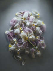 tulip petals heap over grey background