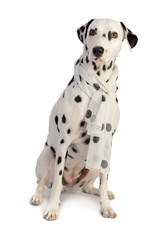 Dalmatian seated with scarf