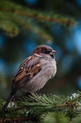 Bird