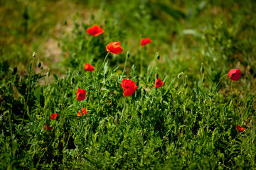 poppies
