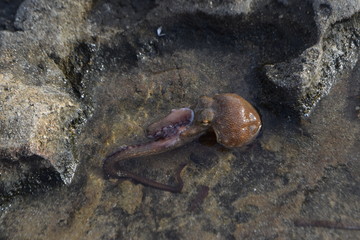 wild octopus on the stone