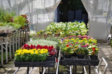 花屋に並ぶ花の苗