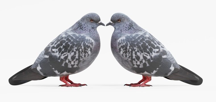 Realistic 3D Render of Pigeons