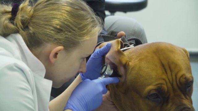Veterinarian examines the ears of a dog in a veterinary clinic. Dog at a veterinarian on examination.