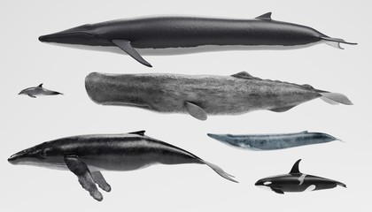 Realistic 3D Render of Whales Collection