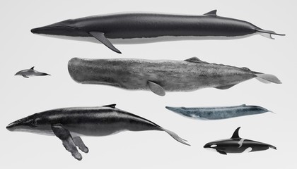 Realistic 3D Render of Whales Collection © bescec