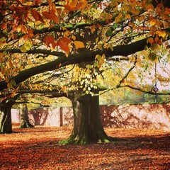 Autumnal tree