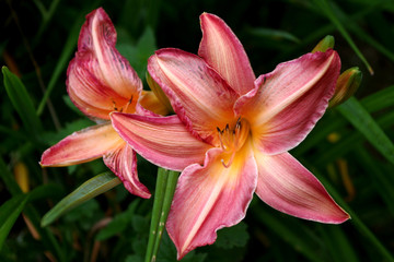 Daylilies hémérocalle 