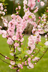 sakura