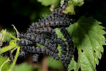 Raupen des Schmetterling Tagpfauenauge, Inachis IO