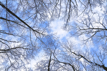 Fototapeta na wymiar Snow covered trees branches, bottom view.