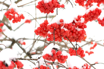 Winter Frozen Viburnum Under Snow. Viburnum In The Snow. First snow. Autumn and snow. Beautiful winter.	