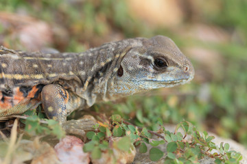 Butterfly lizards, Small-scaled lizards, Ground lizards, Butterfly agamas