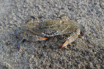 wild crab texture