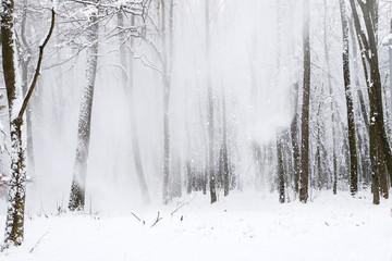 Fototapeta premium Snowfall in the forest.