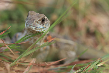 Butterfly lizards, Small-scaled lizards, Ground lizards, Butterfly agamas