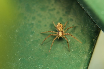 araña