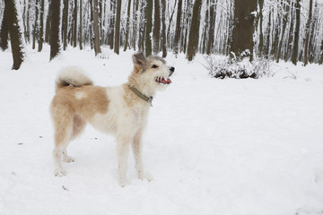 Shaggy dog in the park. Winter season.