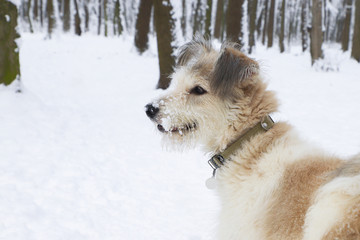 Shaggy dog in the park. Winter season.
