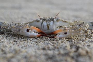 wild crab texture