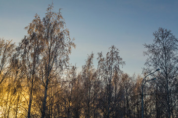 trees covered with snow on sky background