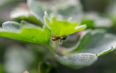 ant underside of leaf macro