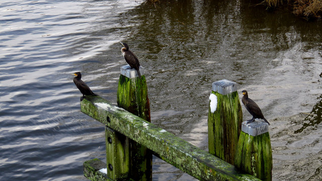 Great Cormorants on Bridge Post in Winter 