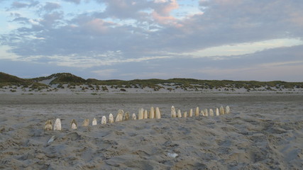 Shells Forming a Line on the Beach