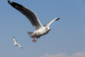 Obraz premium Seagulls fly in fresh blue days in the tropics.