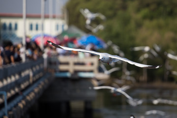 Samutprakan,Bangkok,2017 December 12th :Seagulls flee the cold. Emigrated to Thailand at the end of the year.